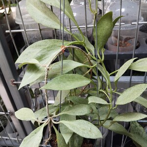 Hoya New Guinea ghost