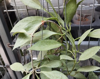 Hoya Nieuw-Guinea-spook