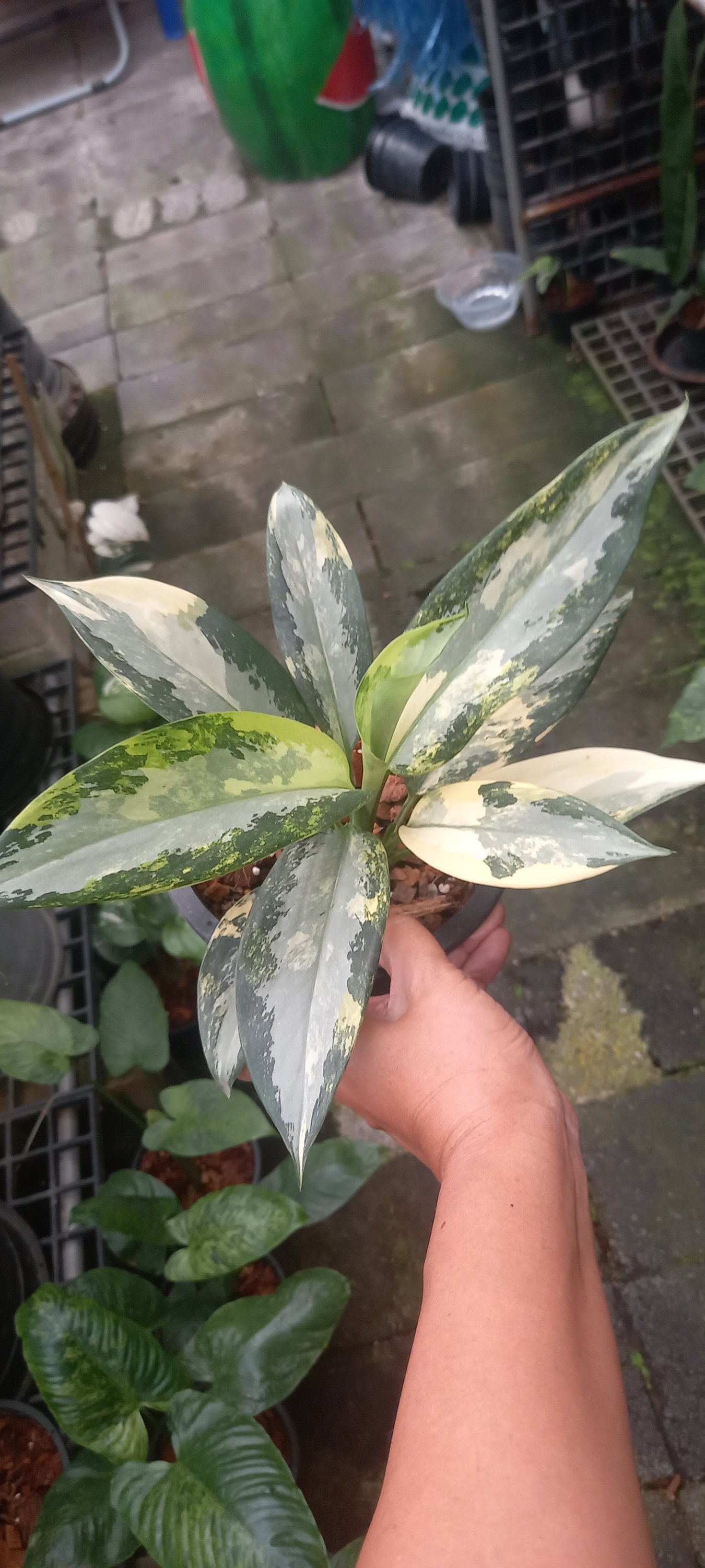 janet craig dracaena Dracaena Janet Craig