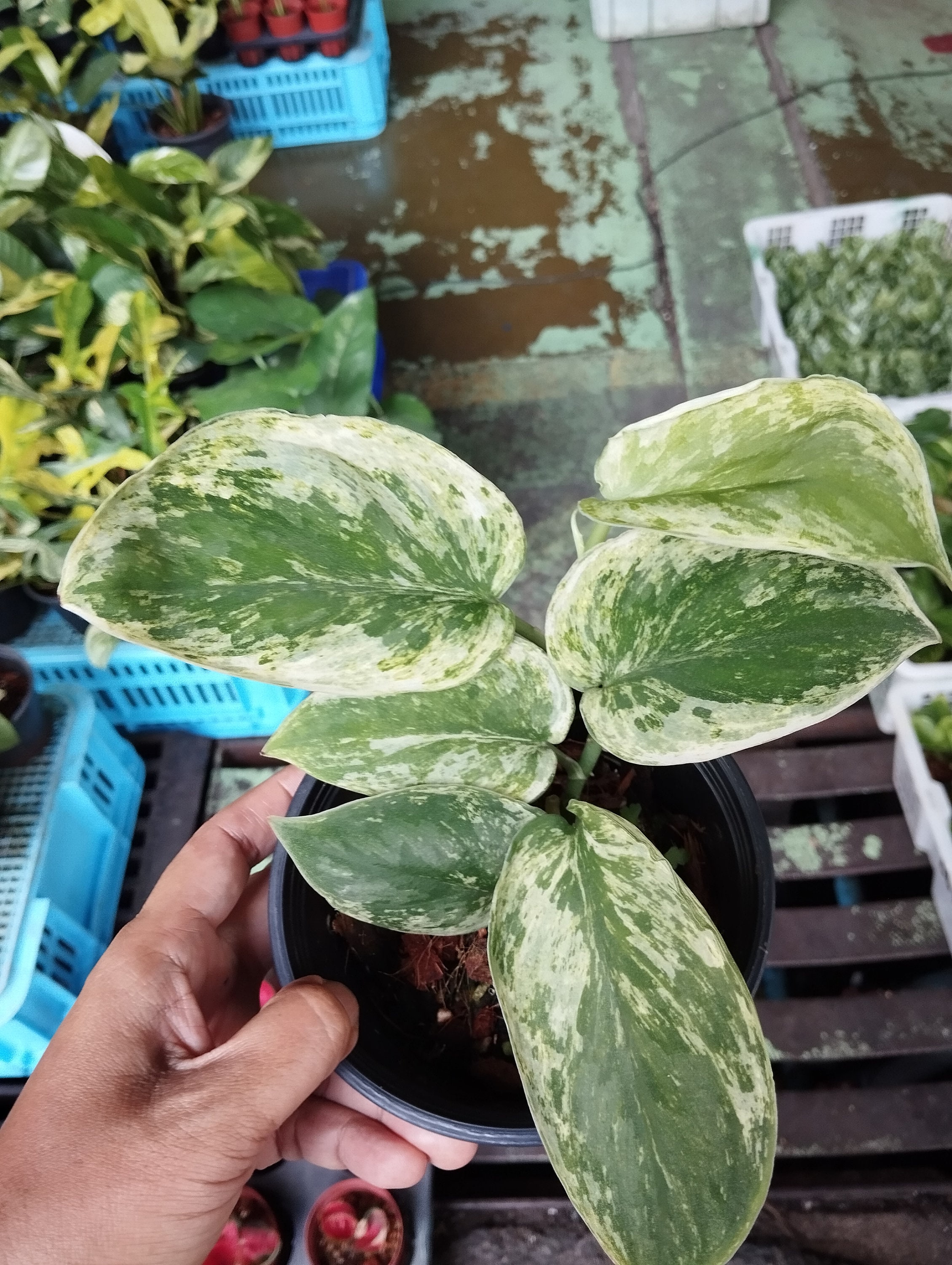 Scindapsus Silver Knight Variegated - Etsy Scindapsus Silver Knight Variegated - Etsy