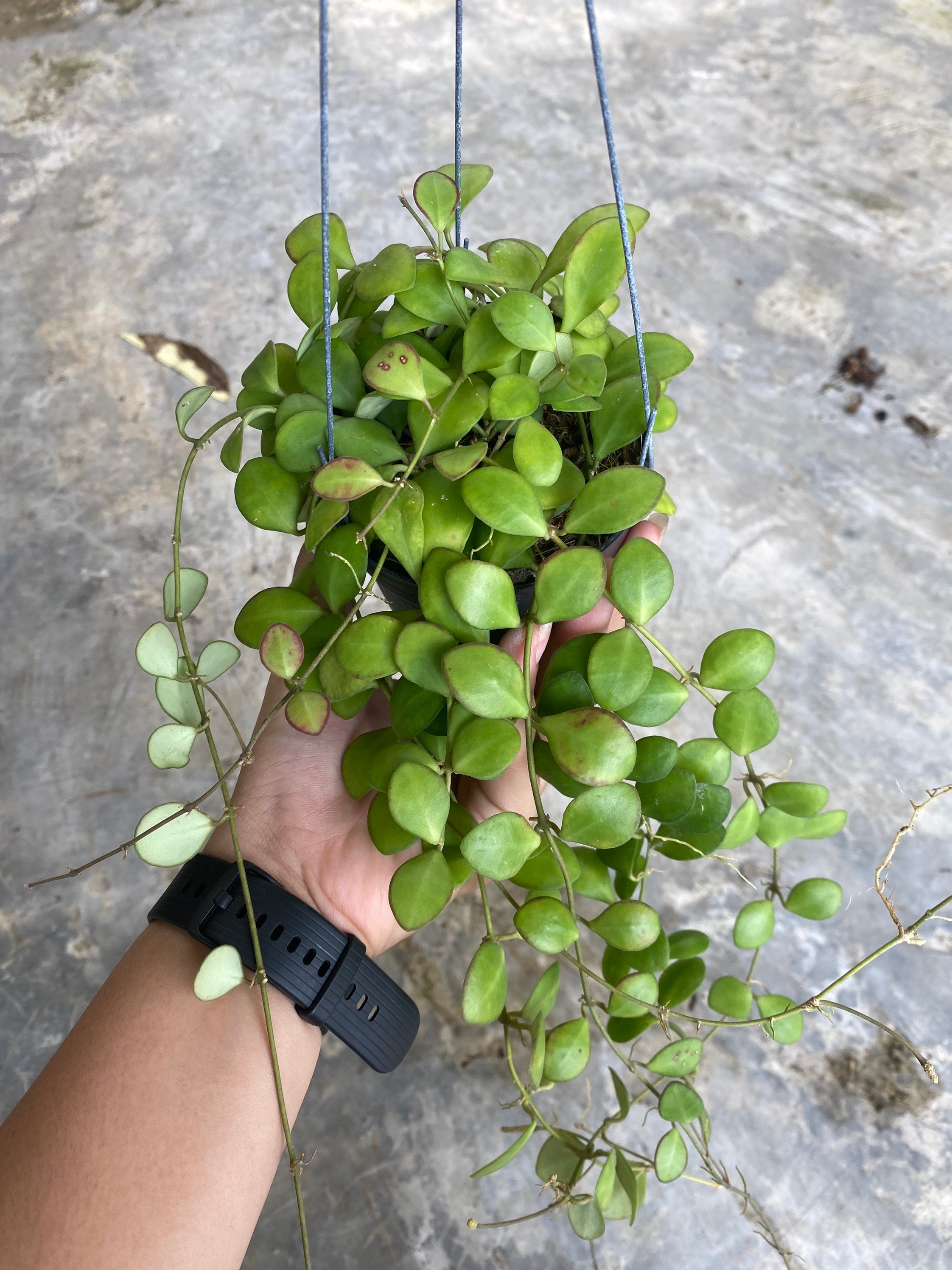 Hoya Panchoi - Etsy Canada
