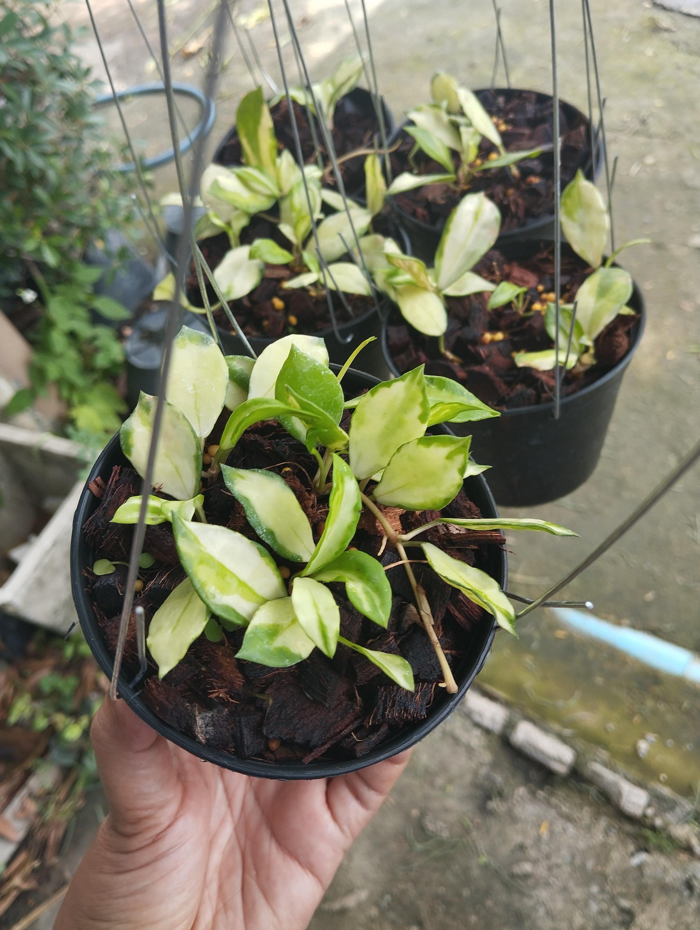 Hoya lacunosa winter pandora - Etsy 日本