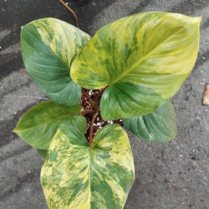 8月中セール★ 斑入り ホマロメナ homalomena rubescens Variegated homalomena rubescens - Etsy 日本