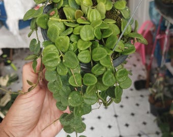 セール珍種ホヤ セルペンス スプラッシュ Hoya Serpens splash 珍種