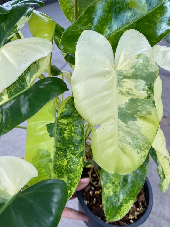 フィロデンドロン バーレ マルクス 斑入り - Etsy 日本