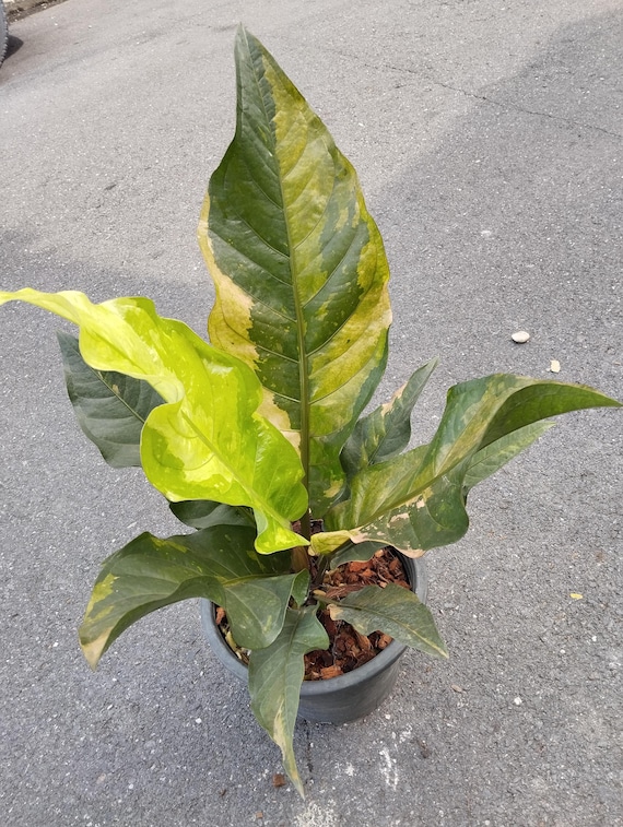 希少　アンスリウム ルネッサンス　斑入り　美株　鉢ごとメルカリ便② アンスリウム ルネッサンス ピンク 斑入り - Etsy 日本