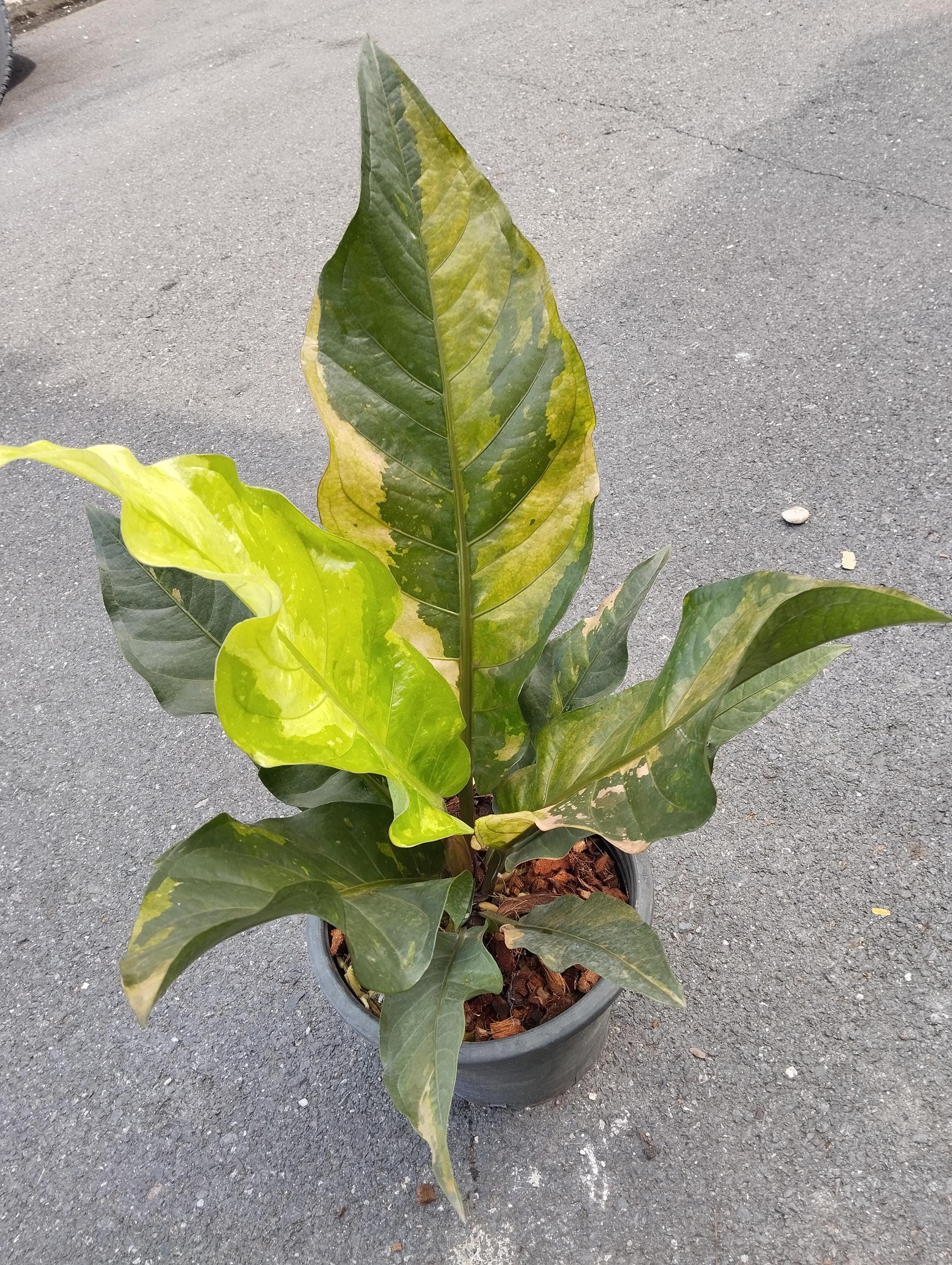 超希少❗️サイズ大❗️アンスリウム　ルネッサンス　斑入り✨ アンスリウム ルネッサンス ピンク 斑入り - Etsy 日本