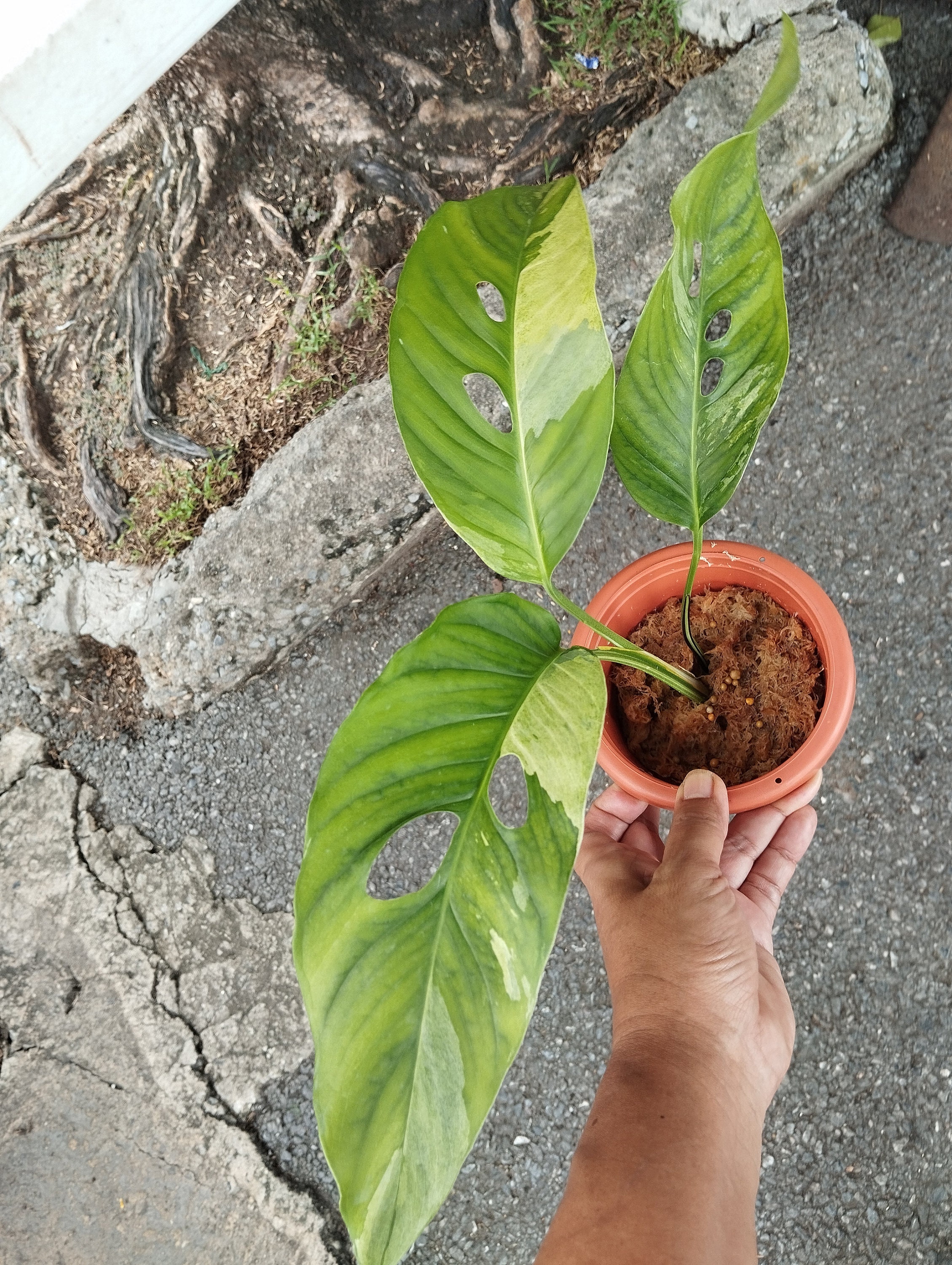 希少 モンステラ ラニアタ モトルド 斑入り Yahoo!オークション - 「12」 Monstera Laniata Mottled