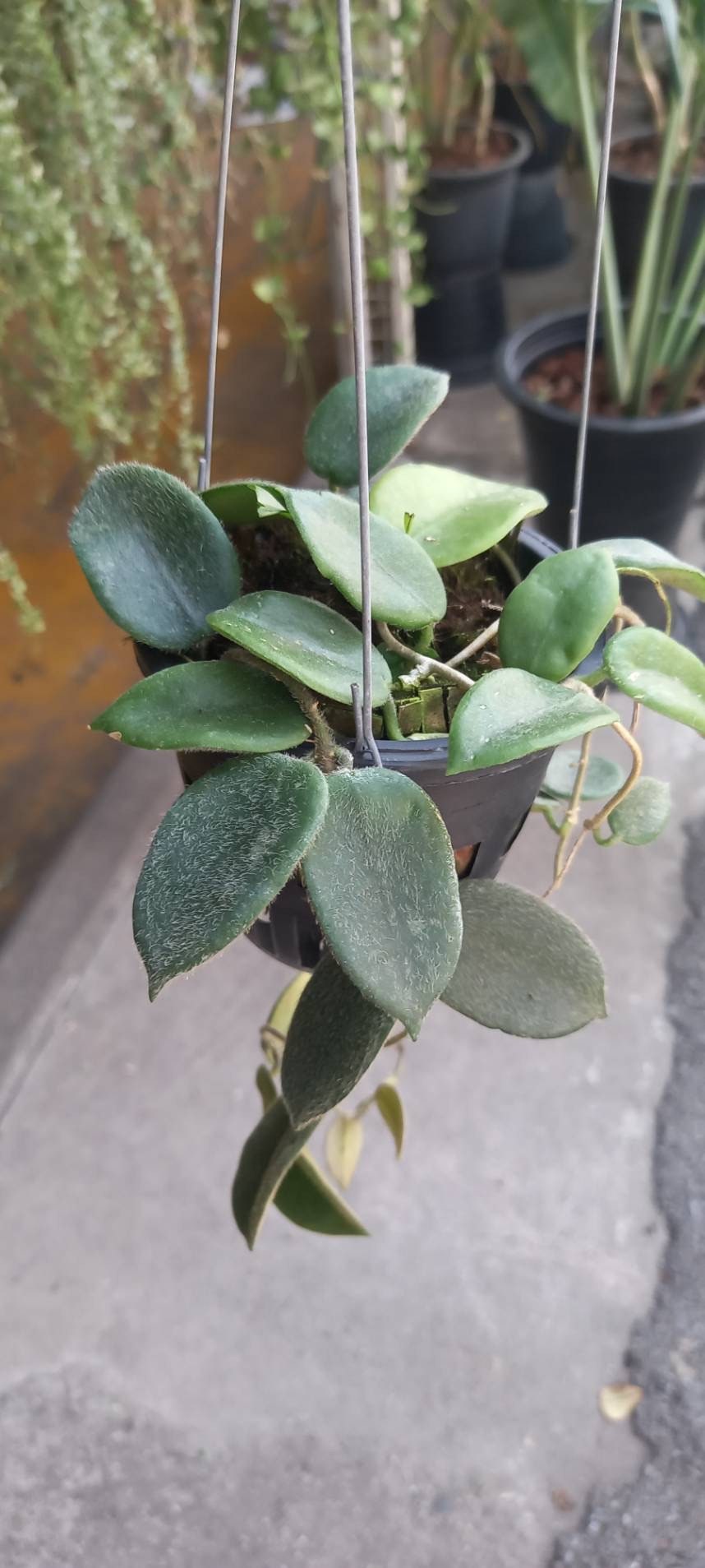 Hoya thomsonii - Etsy 日本