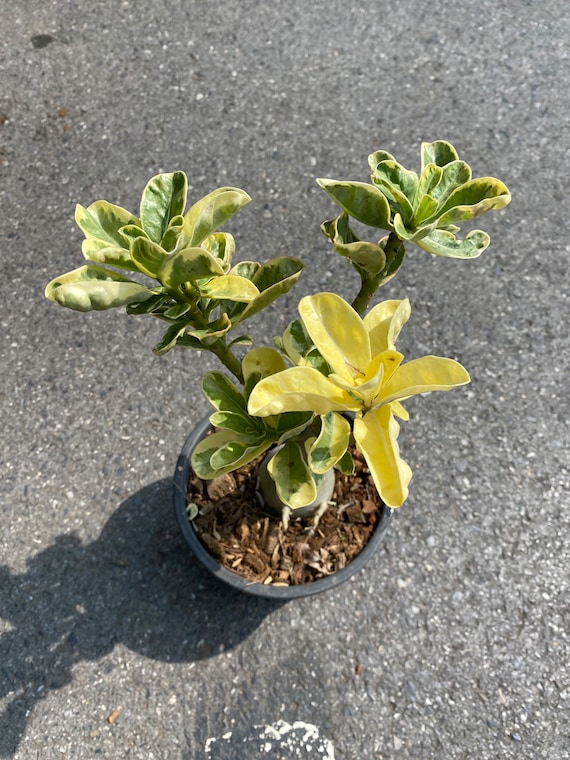 塊根植物】アデニウム・オベスム Adenium obesum【4号】観葉植物