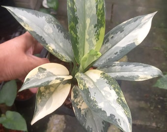 pothos njoy Pothos N'joy Live Houseplant