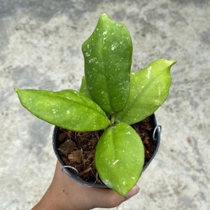 Hoya Mitrata
