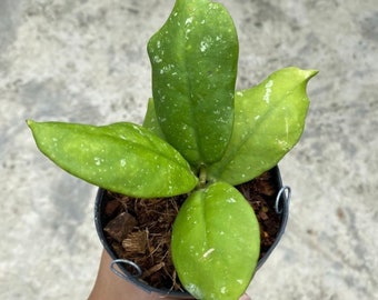 Hoya Mitrata