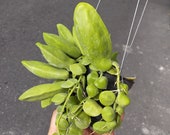 Dischidia Major - Etsy