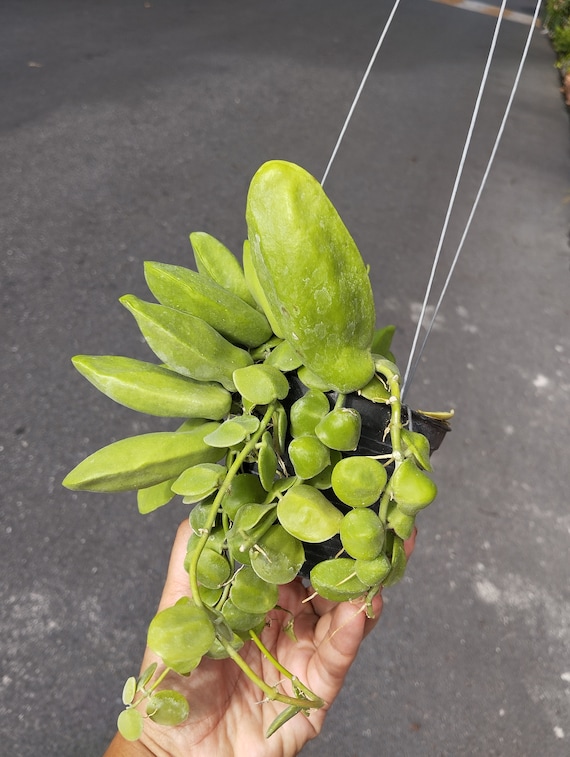 Dischidia Major - Etsy Israel