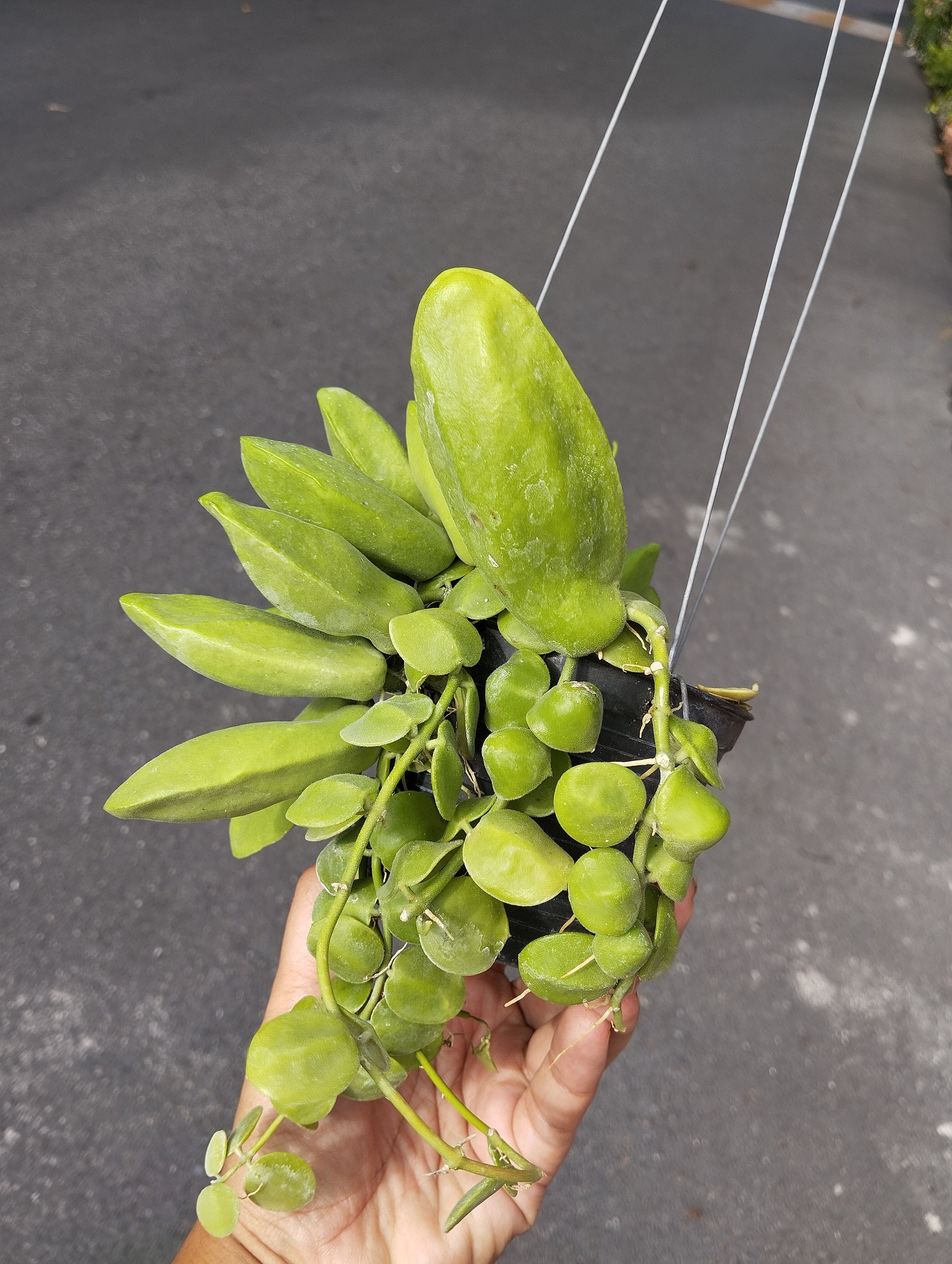 706 ＊ Dischidia ＊ ディスキディア ＊ヒルスタ ＊お花いっぱい 0423 Dischidia hirusta ディスキディア ヒルスタ お花いっぱい