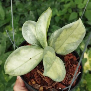 Hoya argentea princess - Etsy 日本