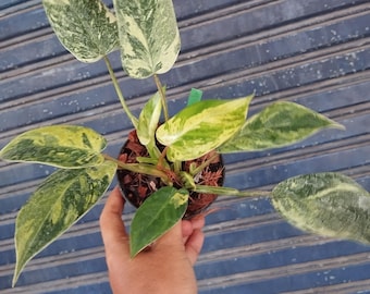 Philodendron Emerald green variegated