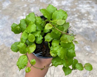 Hoya Enduaensis