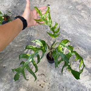 Epipremnum giganteum variegated - Etsy 日本