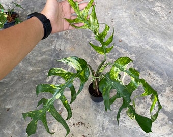 Rare Epipremnum Yellow Flame High Variegated