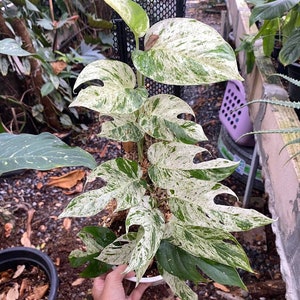 Epipremnum Marmo Variegato