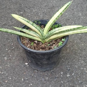 Sansevieria Boncel Variegated/Big size