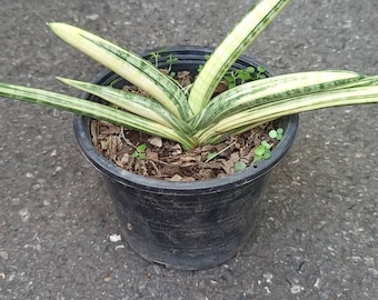 Sansevieria Boncel Variegated/big Size - Etsy
