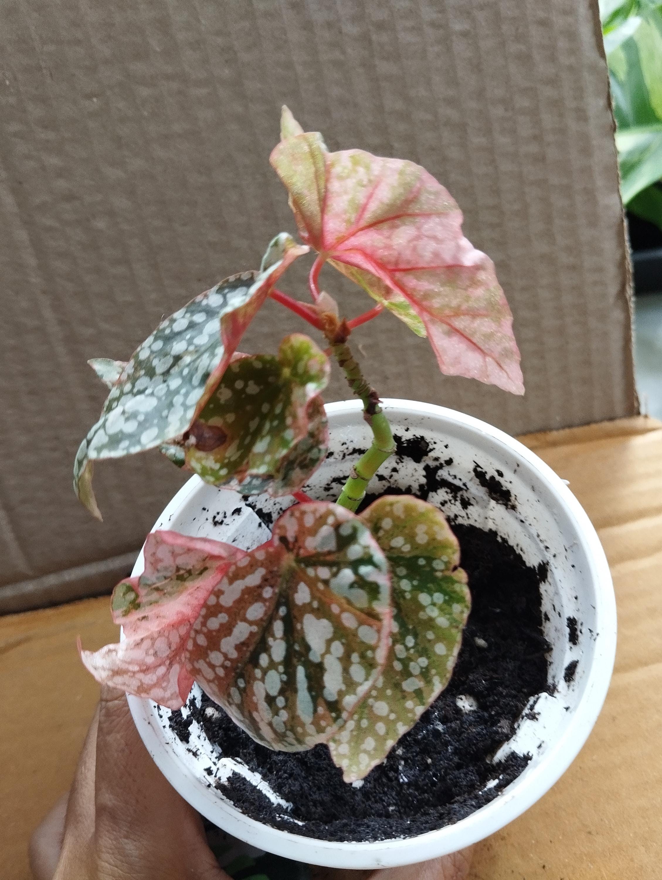 ベゴニア スノーキャップ 斑入り - Nurseryplants による制作 ベゴニア スノーキャップ 斑入り - Nurseryplants による制作