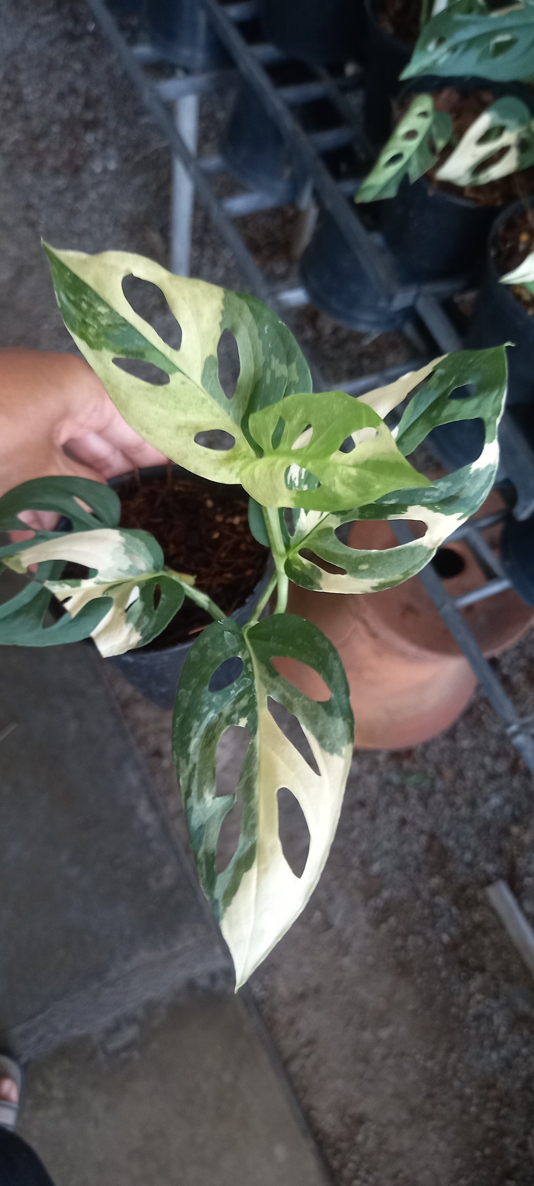 Monstera Acuminata Albo Variegated - Etsy