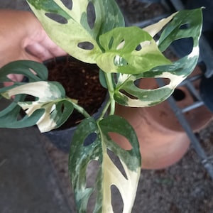 Monstera Acuminata albo variegated