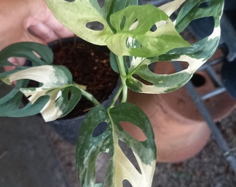 Monstera Acuminata albo variegated