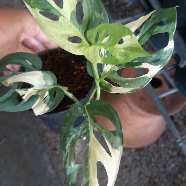 Monstera Acuminata albo variegada