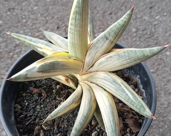 Sansevieria Lavranos 1970 Silver Clone Variegated