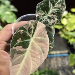 格安 アロカシア ブラックベルベット ピンク アロカシア ブラックベルベット ピンク斑入り 2寸ポリポット