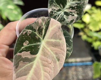 アロカシア ブラックベルベット ピンクアルボ 斑入り（1個/袋）組織