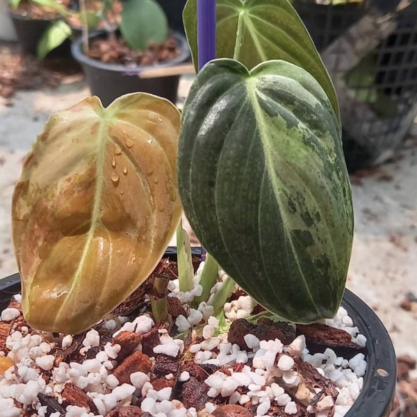 Philodendron Melanochrysum Variegated