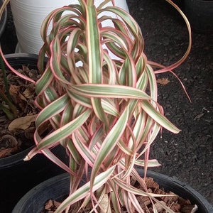 efeutute manjula Epipremnum Manjula 'Happy Leaf' (Efeutute) – Foliage Dreams