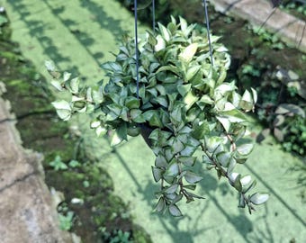 Hoya Carnosa Bruno variegated
