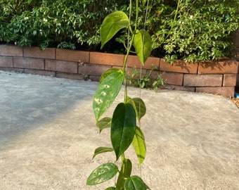 Hoya Halconensis
