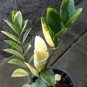 Zamioculcas Zamiifolia Variegated