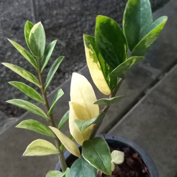 Zamioculcas Zamiifolia Variegated