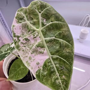 極上 アロカシア ワトソニアナ ピンク 極上 アロカシア ワトソニアナ ピンク Yahoo!オークション