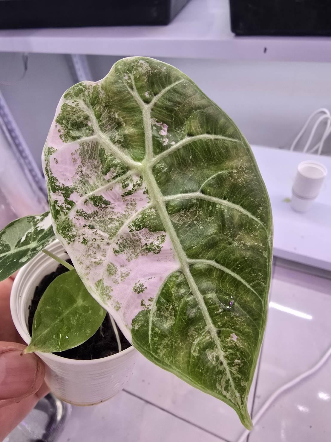 Alocasia watsoniana pink variegated - Etsy 日本