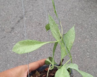 Hoya New Guinea ghost