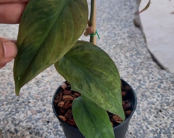 Philodendron Mican menthe