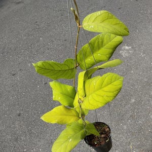 Hoya Meredithii