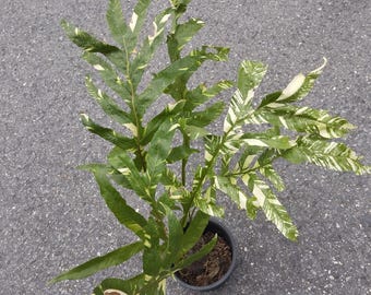 ア*ー様 2 Drynaria quercifolia Variegated Drynaria Quercifolia Variegated/oak Leaf Fern Variegated - Etsy