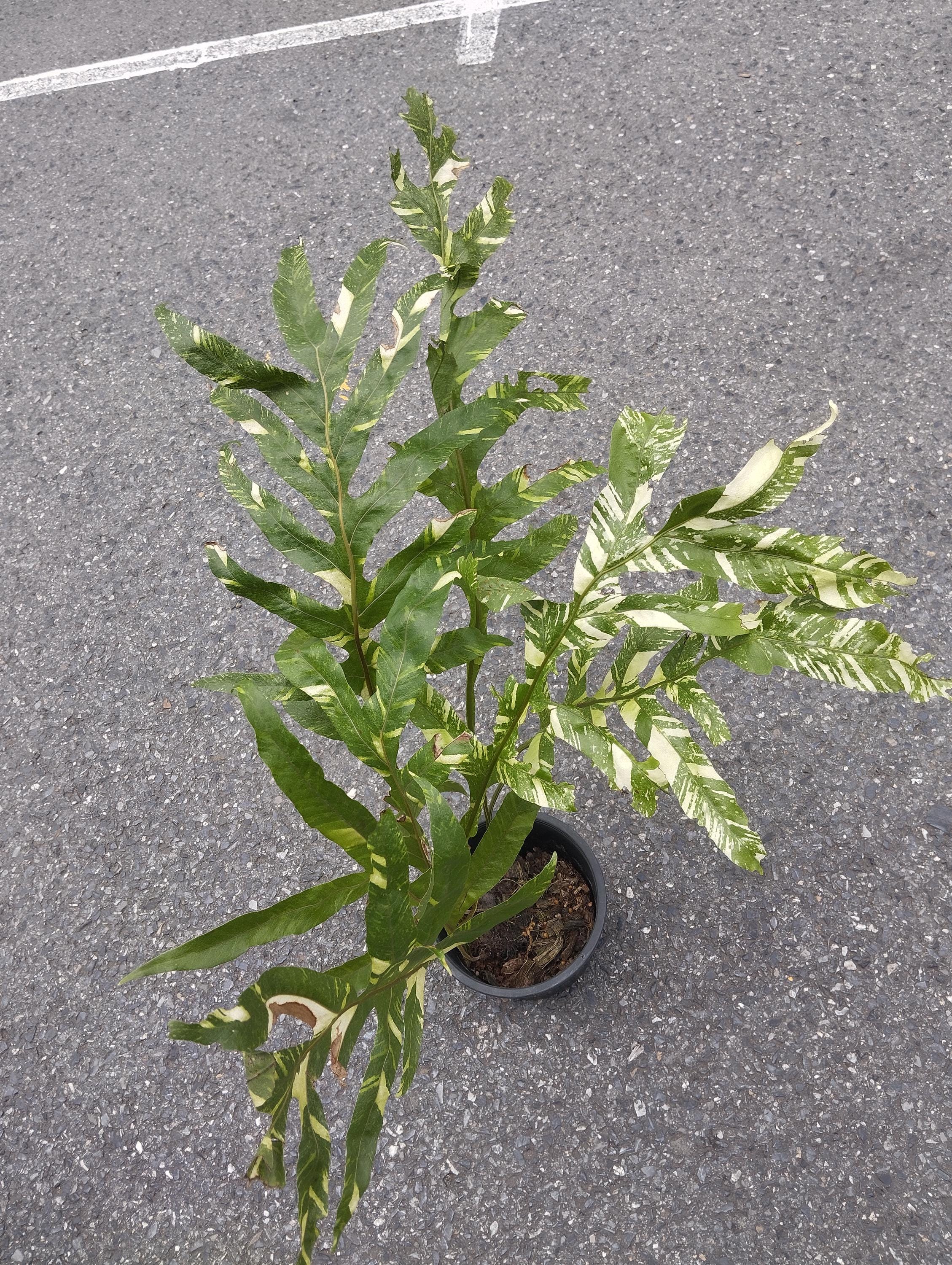 ア*ー様 2 Drynaria quercifolia Variegated il_fullxfull.7109875355_9t26.jpg