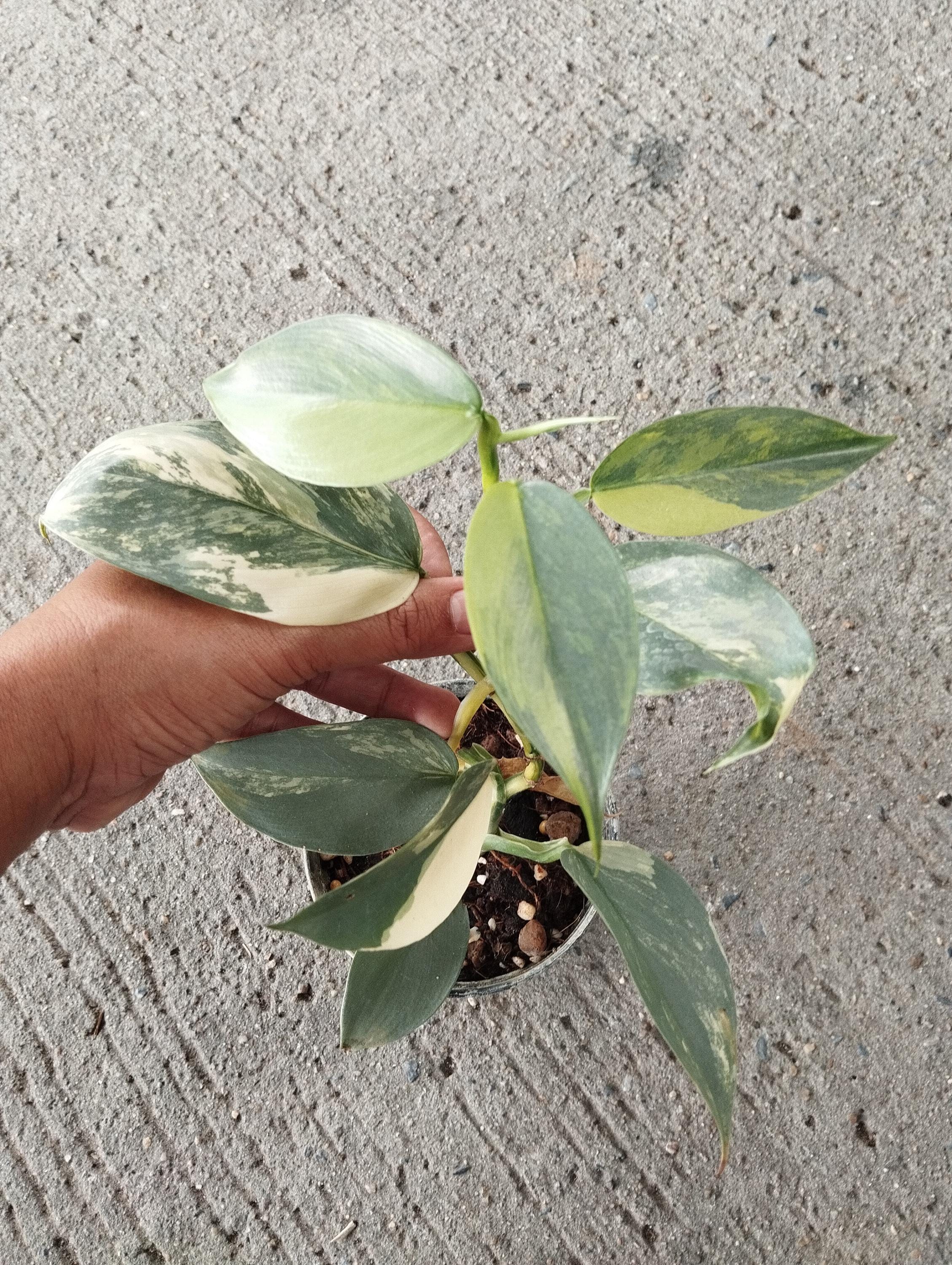 eucalyptus plant Garden Eucalyptus Tree | 24